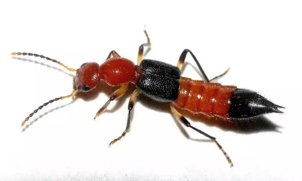 隐翅虫也就是"影子虫",也有叫"青腰虫"的,长得有点像蚂蚁.