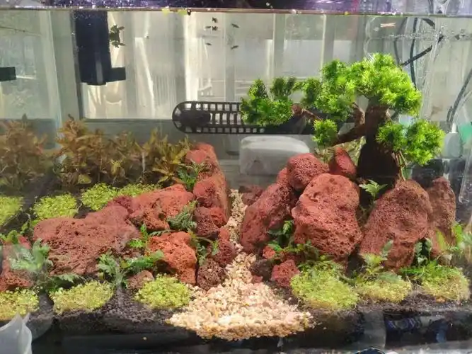 新人新开的火山石草缸 - 水草造景 - cta南美水族