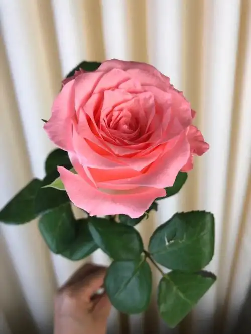 品名【戴安娜玫瑰】🔥🔥