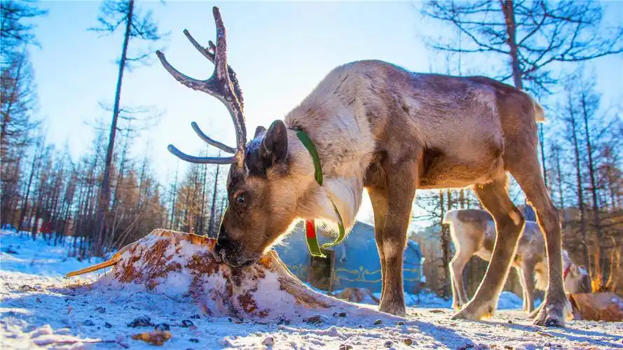 第一次在森林腹地中遇到可爱的驯鹿一次追寻中国寒极地带的撒欢之旅