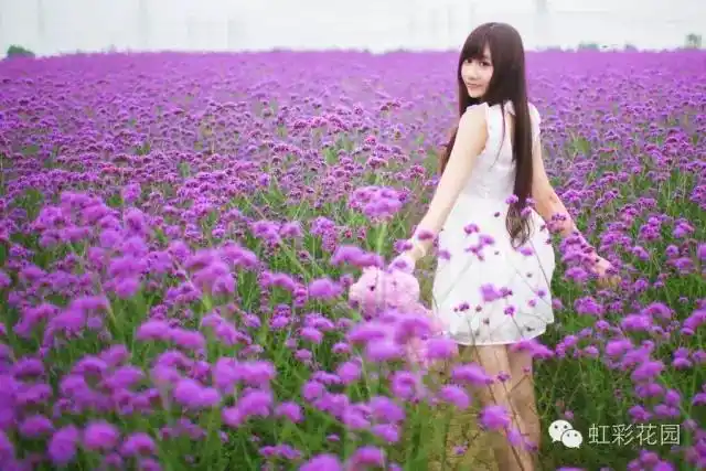 马鞭草不是薰衣草,区别大了