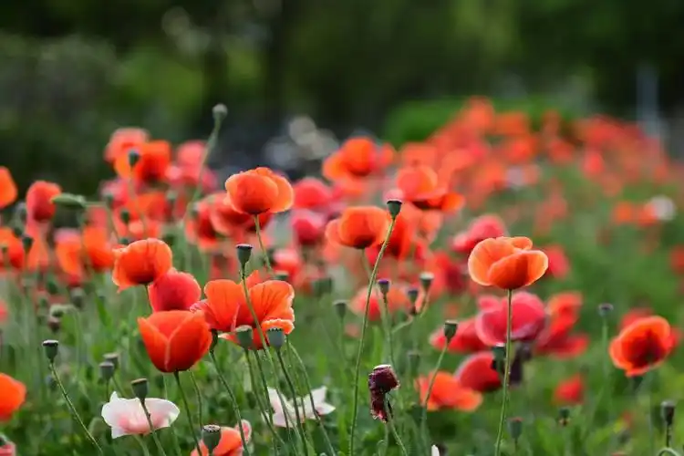 冰岛虞美人,大红色一片的效果也蛮好的