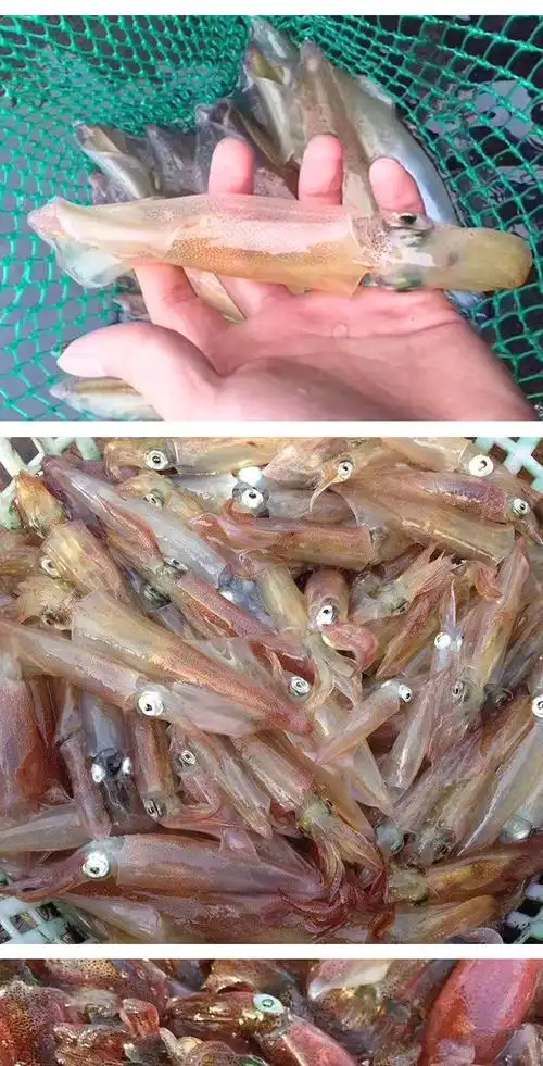 灯捕小管鱿鱼灯光不老小海兔子海鲜小笔管鱼冷冻水产 五盒【400克装