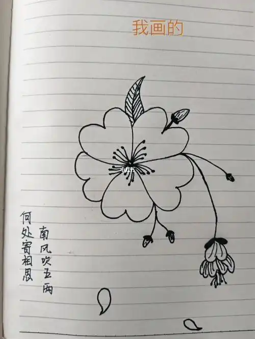 花开半夏,浮生如梦;落花流水,独自飘零.#简笔画临摹