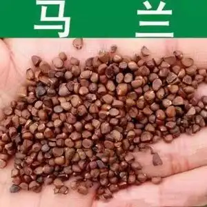 新采收马兰种子马莲种子马兰头马莲花马莲菜马莲草种子包发芽
