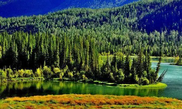 中国十大美丽森林之天山雪岭云杉林,雪山与森林的完美的结合.