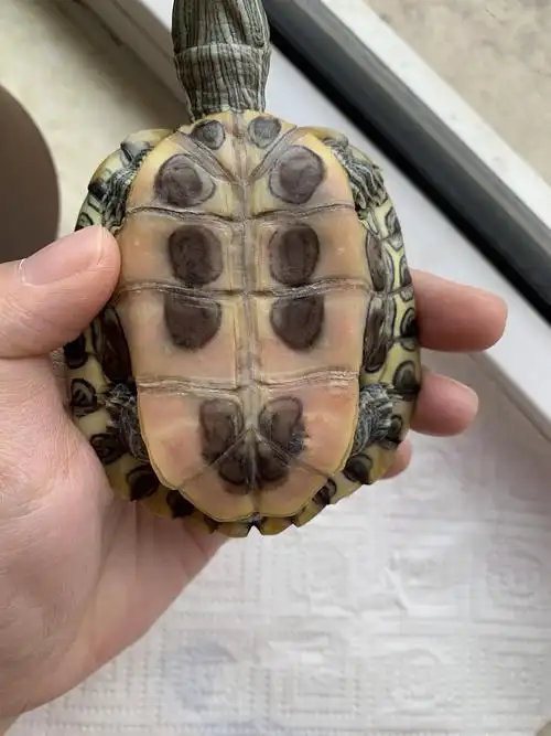 巴西龟腹甲发红是怎么回事