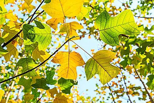 马褂树叶图片_马褂树叶图片大全_马褂树叶图片素材