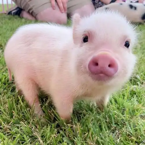 迷你小猪猪也可以这么可爱zt