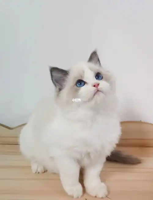 布偶猫 小布偶 布偶幼猫 海双布偶 蓝双布偶