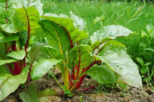 辰山植物园城市菜园的颜值担当"莙荙菜"