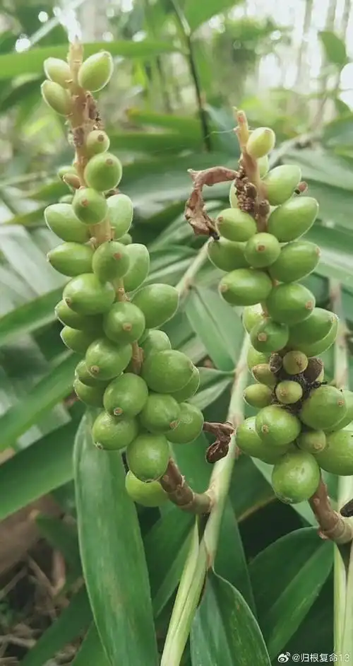 能增强你的记忆力    原创 温暖中医    在中药里面,益智仁被认为能