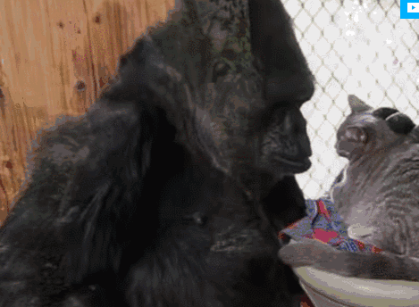 被实验了46年这只爱撸猫会手语拥有人类灵魂的大猩猩去世了
