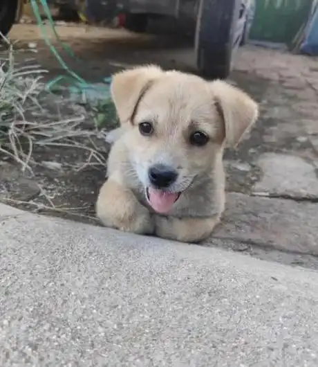 一个小土狗的降生给家庭带来了无尽的欢乐与挑战.