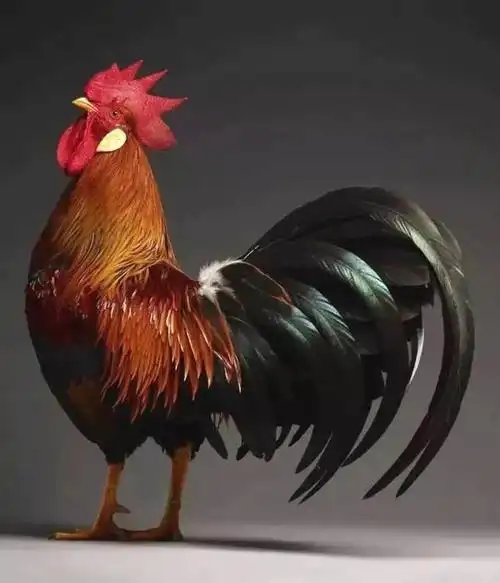 公鸡的图片(漂亮的大公鸡的图片)-生活常识-江湖救急网