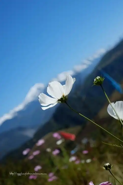 雪山下的祝福-格桑花