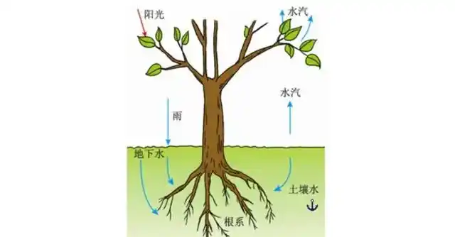 植物吸收的水分大部分用于蒸腾作用.