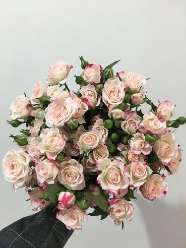 新鲜小玫瑰多头玫瑰泡泡鲜花折射新品种云南鲜花a级10支/扎空运