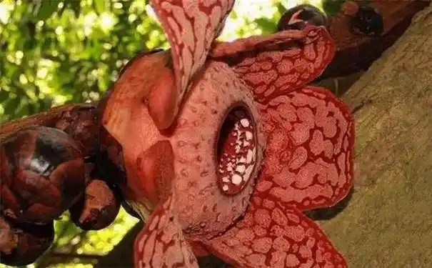 全世界疯传了100多年的食人植物他们真的吃人吗