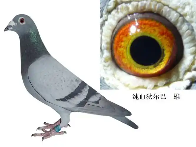 纯血狄尔巴种雄低价分让不会让你失望13805366711