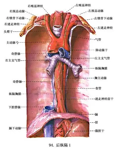 位于与左支气管交叉处,距中切牙25cm第三个狭窄部:为膈食管裂孔处,距