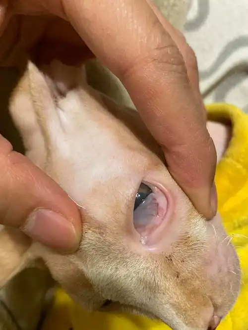 感冒三四个月不好 眼睛浑浊!医院治不好,求指导