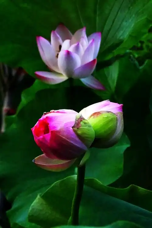 并蒂莲花与并蒂莲蓬,不可多得更不可辜负