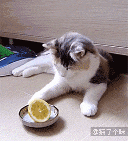 爆笑动态图:喵星人与水果的爱恨纠葛,你不懂?(第3183期)