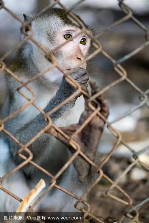 猴子在笼子里