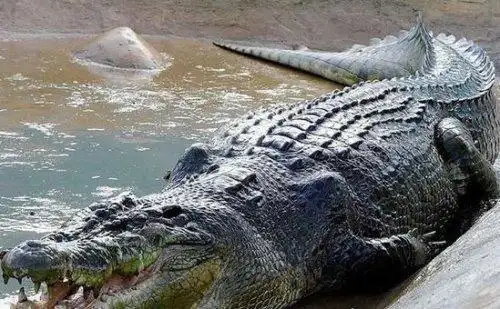 非洲最大的鳄鱼尼罗鳄长647米重1090公斤2
