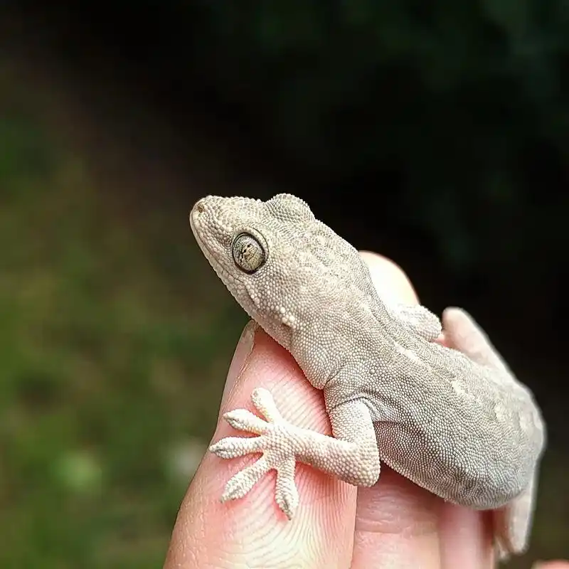 这是壁虎吗?看着皮肤不太像,尾巴也没有断,室内抓出来的已经放 - 抖音