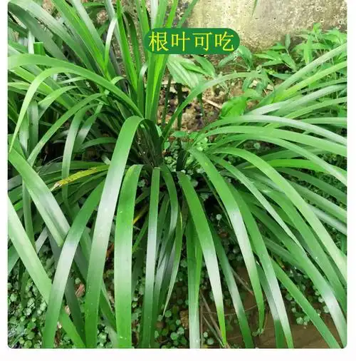 贵州新鲜野生五香草茴香菖蒲山奈三奈随手香室内阳台盆栽花卉好养现挖