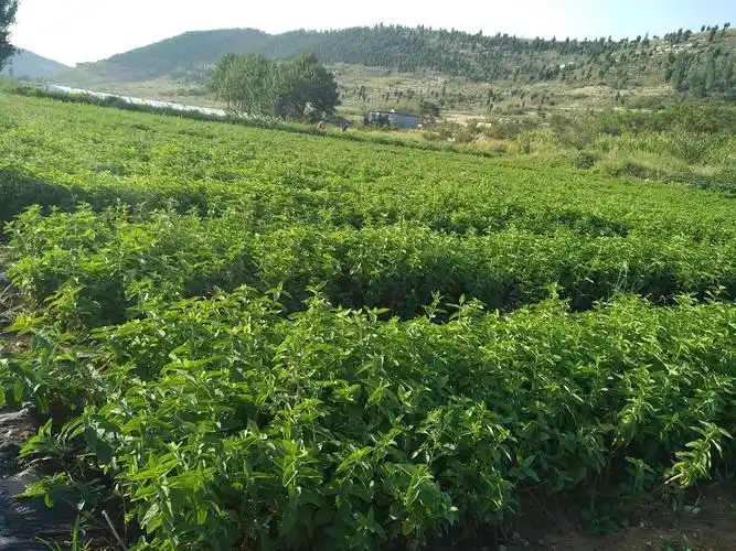 大型金银花育苗基地