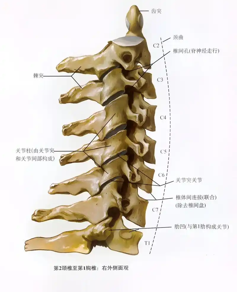 认识一下颈椎骨性标记!#运动解剖 #人体解剖学 #3dbod - 抖音