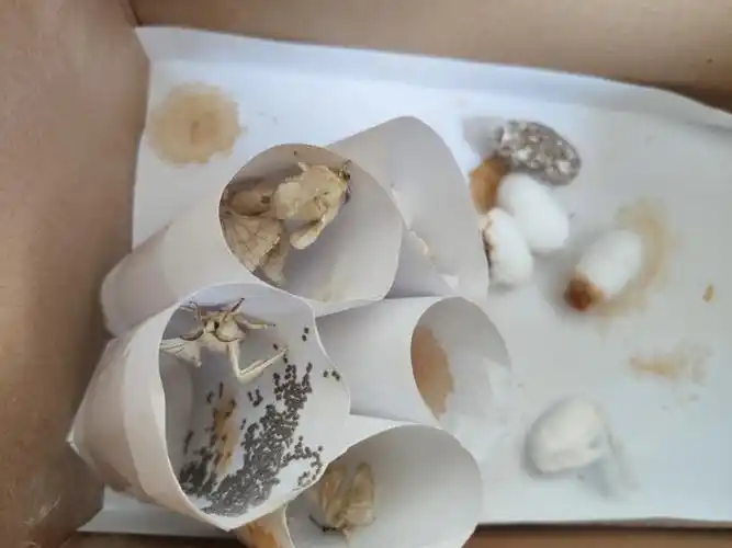 蚕宝宝成长记 - 美篇