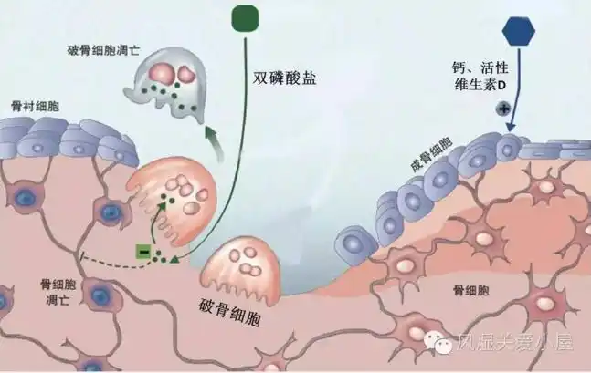 抑制破骨细胞破坏骨质,促进成骨细胞形成骨质.