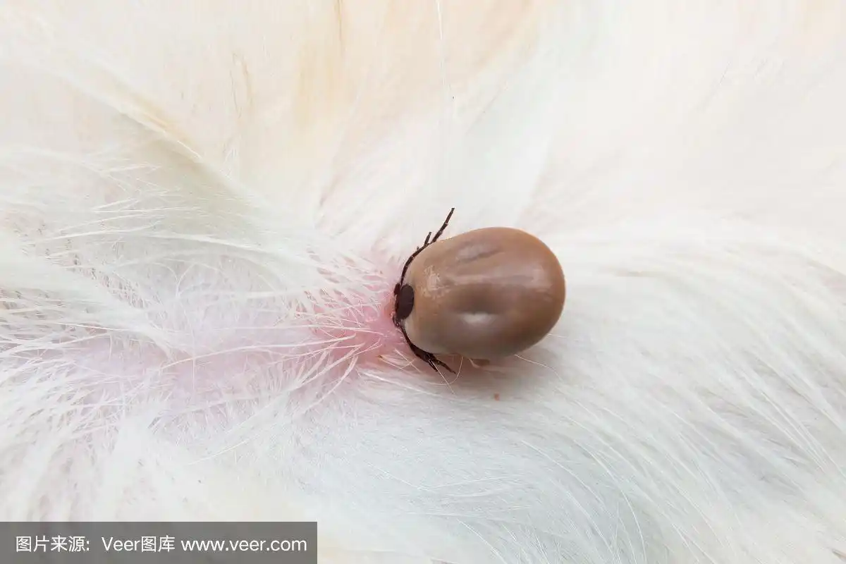 一张贴在狗皮肤上的蜱的特写照片