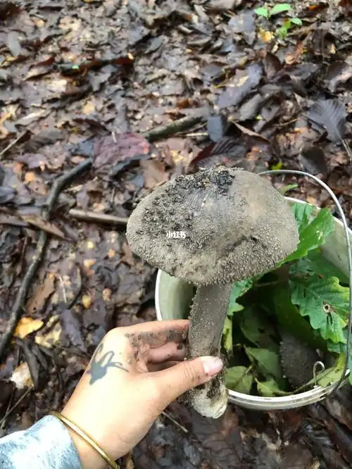 学名 中华鹅膏菌 上面有很多灰 杆子很粗 味道和鸡纵一样  煮汤很香