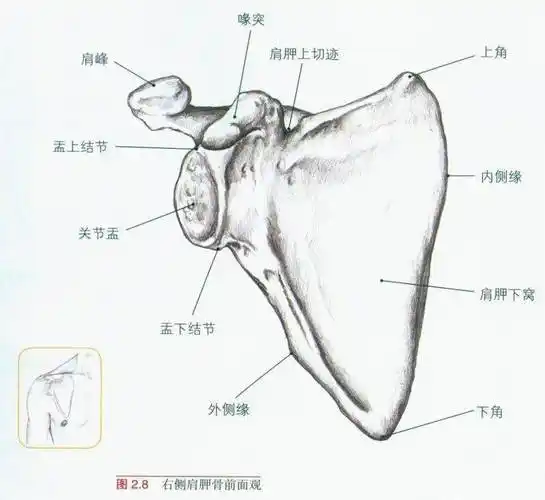 拥有多个窝角和嵴是16块肌肉的附着点一文掌握肩胛骨临床触诊