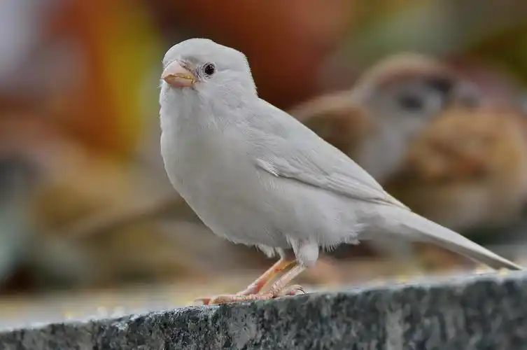 白麻雀图片鸟类麻雀白麻雀