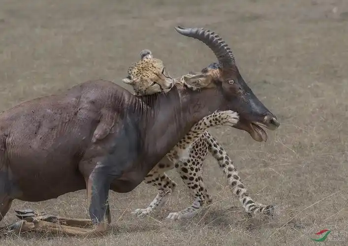 英雄猎豹妈妈马莱卡的最后一次捕猎(祝贺佳作荣获每日一图)