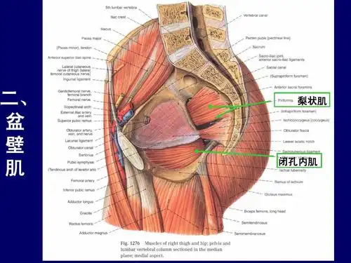 二, 盆 壁 肌 梨状肌 闭孔内肌