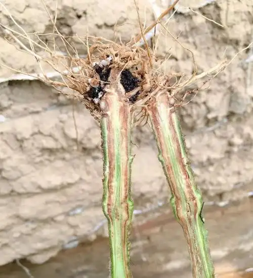 b,枯萎病,枯萎病的发生往往跟根腐病同时混发,主要症状是茎基部的韧皮