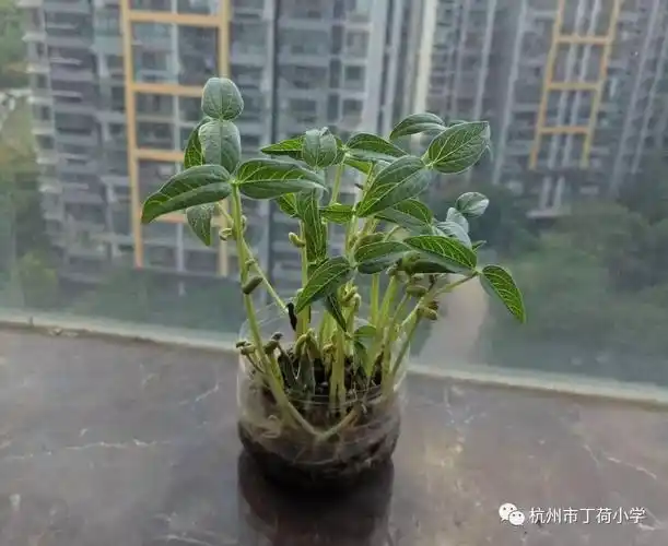一夜新生绿色希望402班的绿豆发芽记
