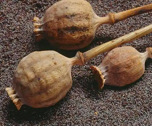 区分一下草果和罂粟果