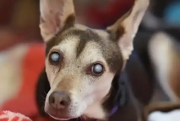 狗狗眼睛突出怎么回事(狗眼睛凸出来是怎么回事)-艾拉养犬