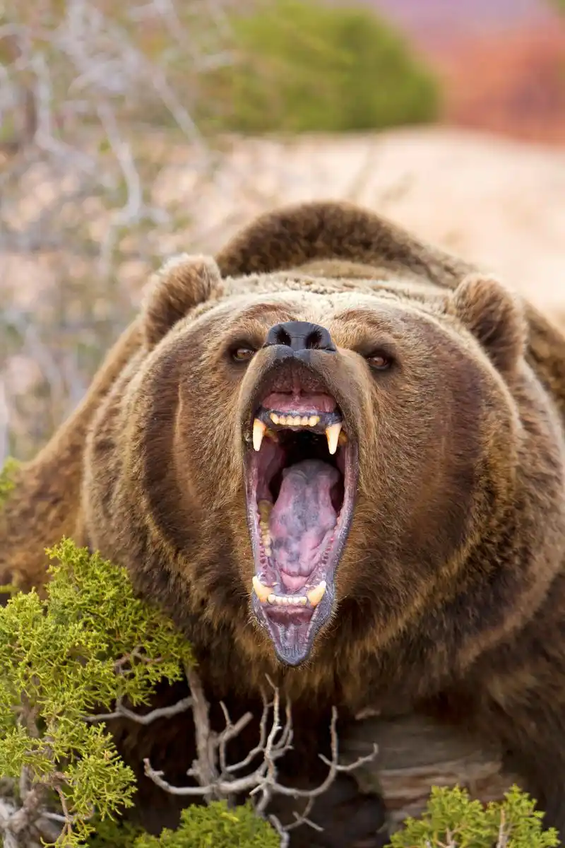 棕熊,这位陆地上的巨无霸!它在北半球的温带和寒带自由穿梭.