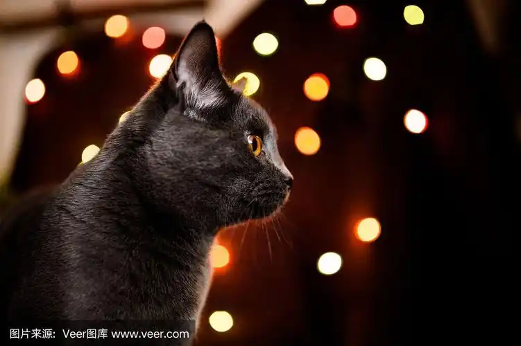 圣诞猫侧影