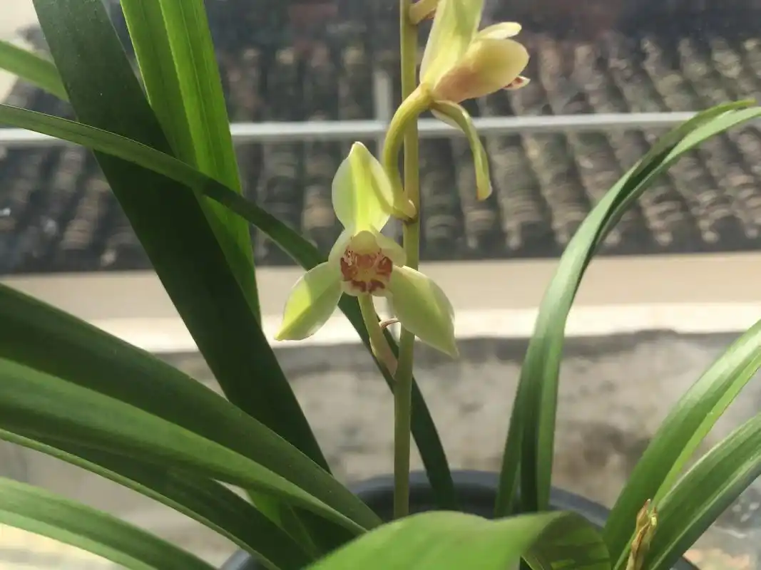 突然翻出来一组之前拍的中华水仙兰花,整 - 抖音