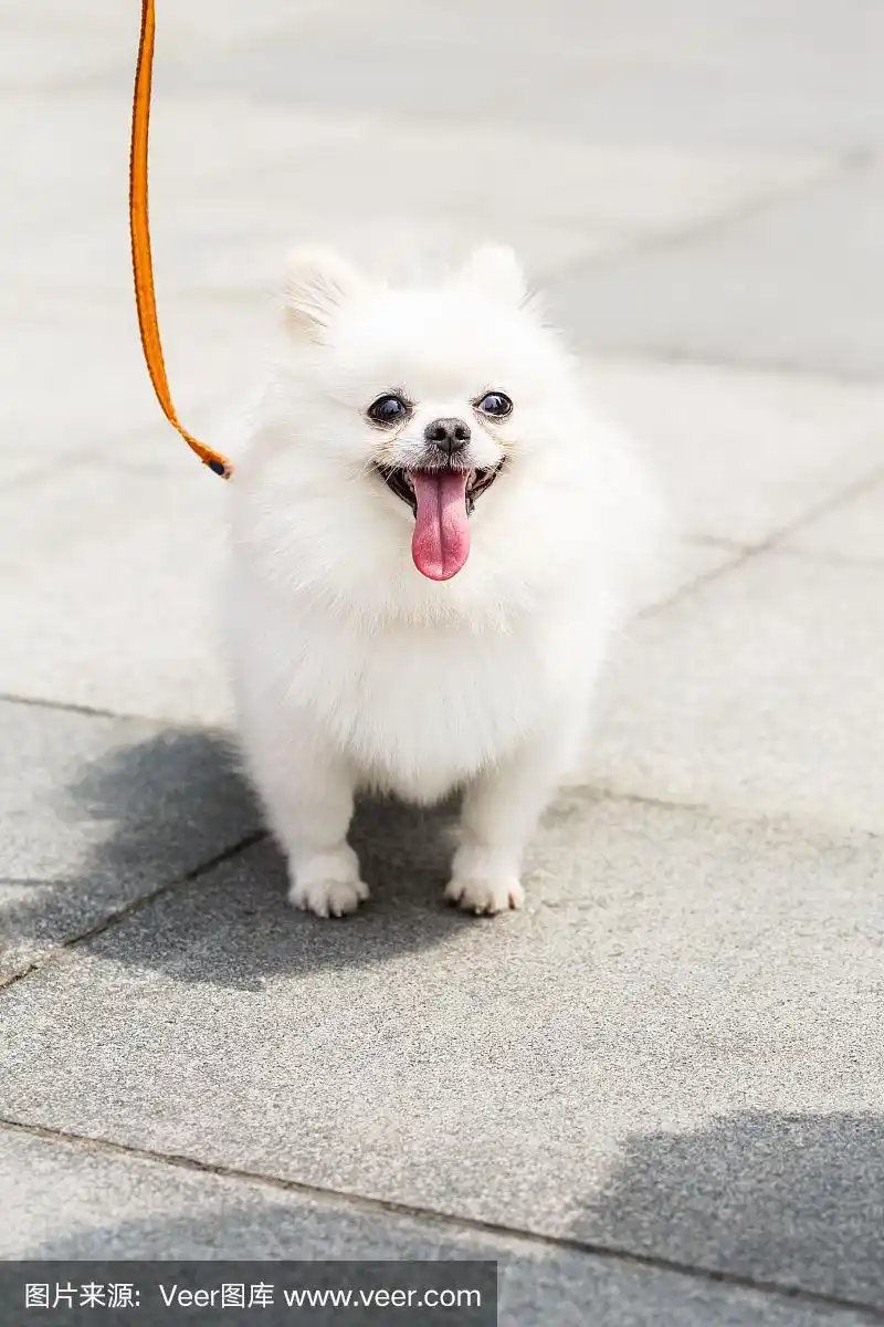 可爱的白色博美犬